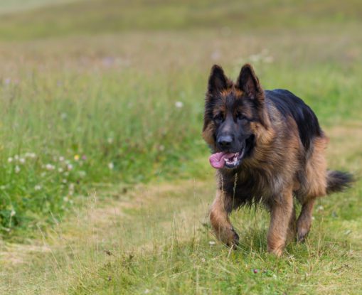 What to Do After a Dog Bite in Illinois