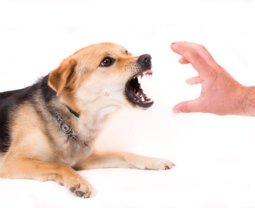 What to Know About Dog Bite Claims in Illinois