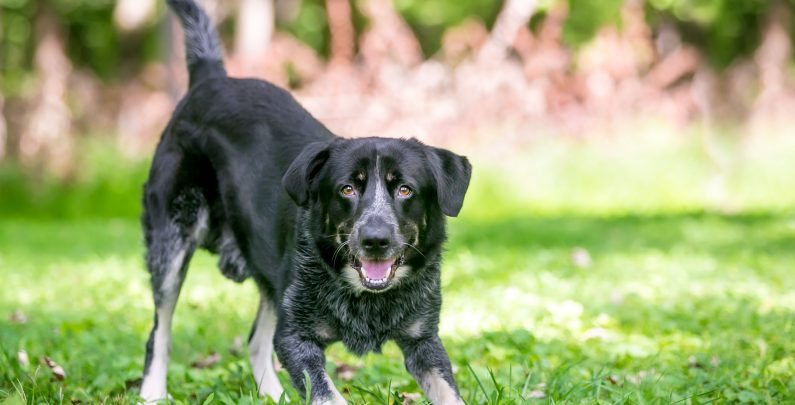 How to File Claim After a Dog Bite Injury