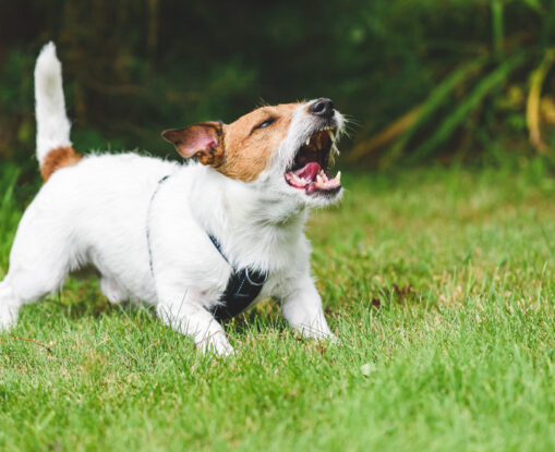 What Should I Do If My Child Gets Bit by a Neighbor’s Dog?