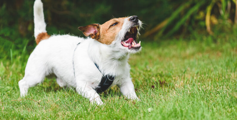 What Should I Do If My Child Gets Bit by a Neighbor’s Dog?